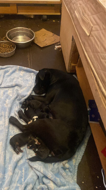 Staffie cross Frenchie