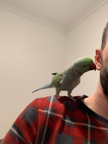 Talking Mutation Male Ringneck
