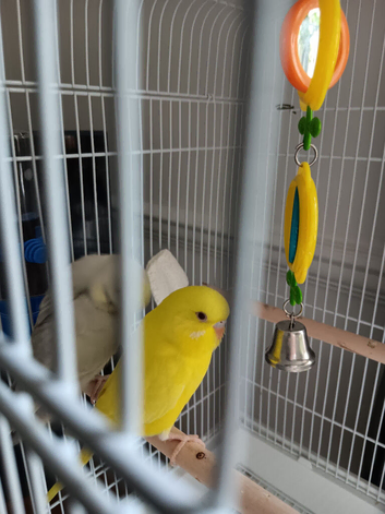 Budgie