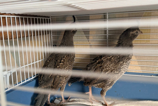 2 Californian quails - male