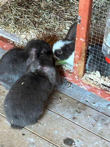 3 baby mixed lops