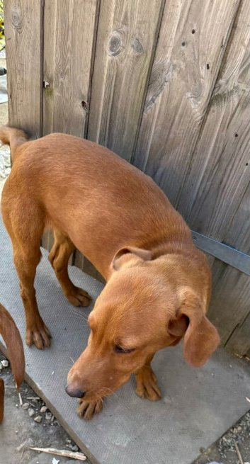 Fox red lab