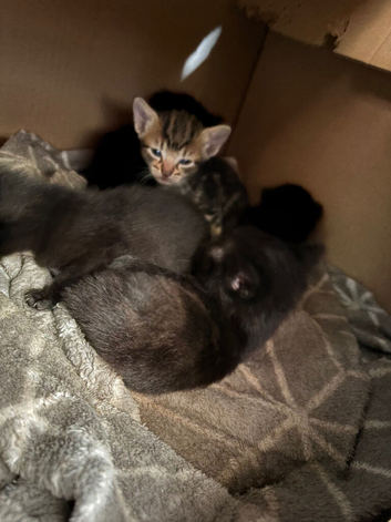 Litter of kittens