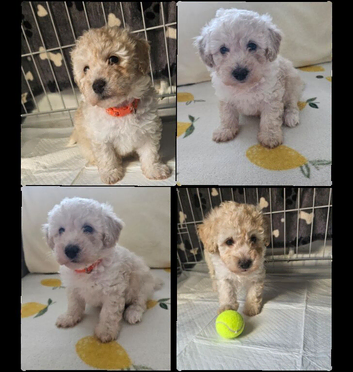 Cavapoo puppies