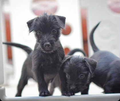 Patterdale terrier puppies