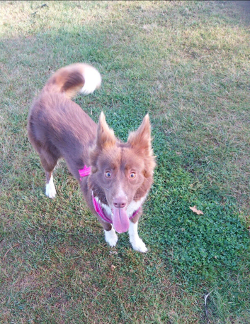 3 Year old Border collie for Sale