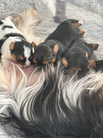 Yorkie pups