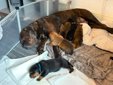 Chunky Rottiecorso's