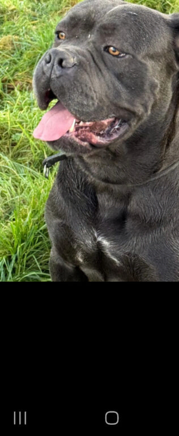 Beautiful 2 half year old boy