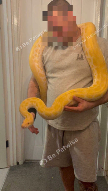 Male pearl  Burmese