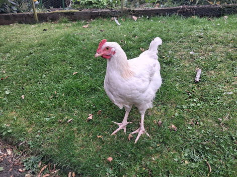 Sussex cockerel