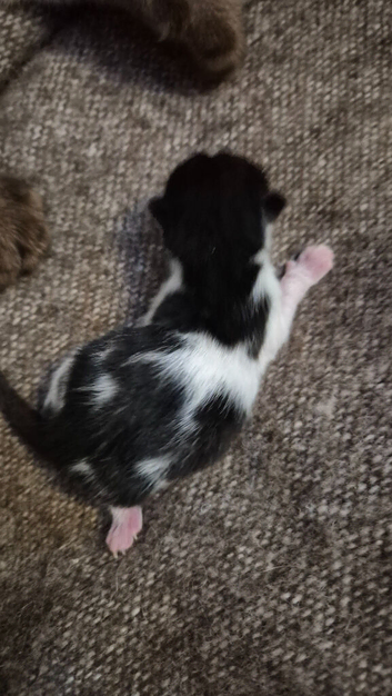 Family raised kitten to a loving home