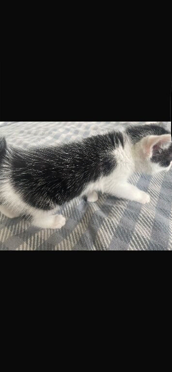 5 kittens for sale