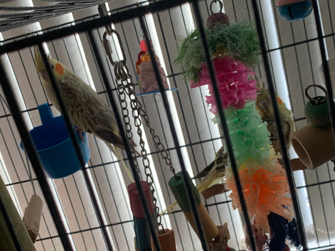 Bonded pair of cockatiels