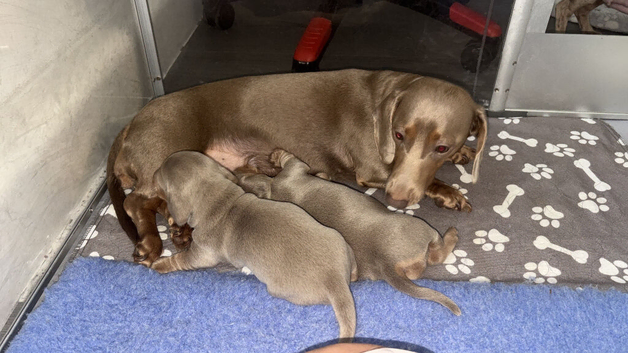 KC registered lilac MINATURE dachshunds