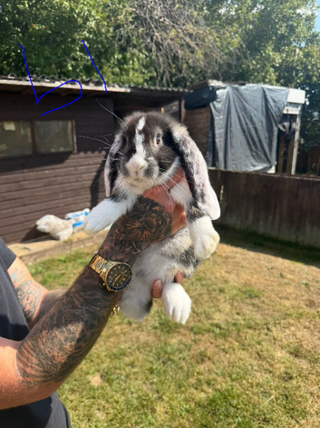 Giant French lops