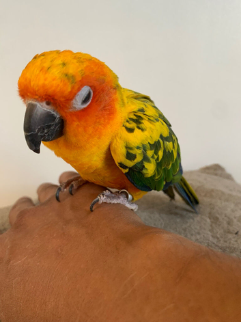 Hand tame sun conure