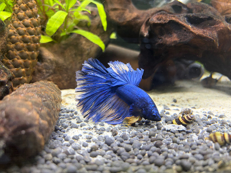Male blue betta fish