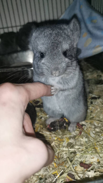 Adorable Chinchilla Kits - Loving Homes Only