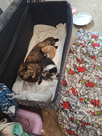 3 beautiful Kittens