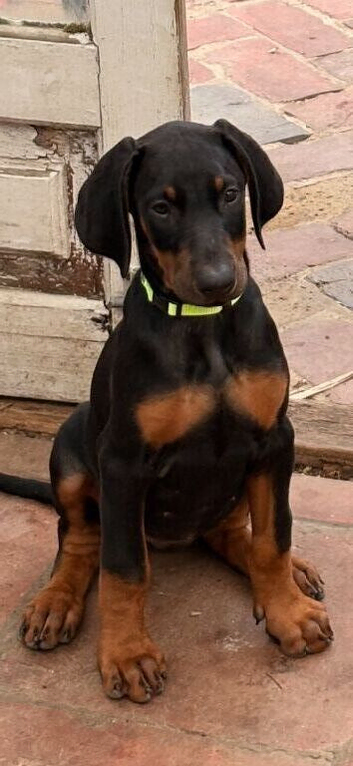Doberman puppies 1 girl available