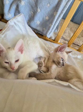 Devon Rex x Cornish Rex cross: 2 males available