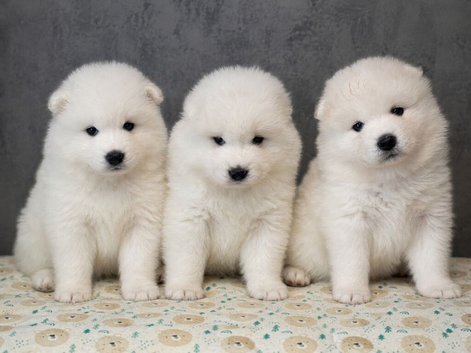Gorgeous Samoyed babies
