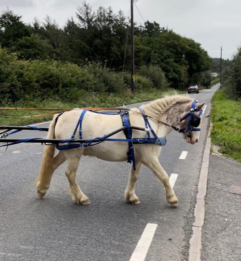 8yo 12.2hh ride and drive pony