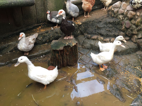 3 X Cherry Valley Ducks Available