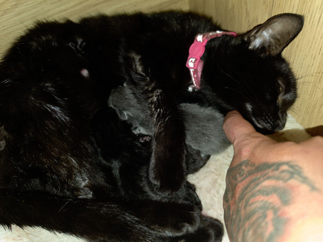 2 Black kittens
