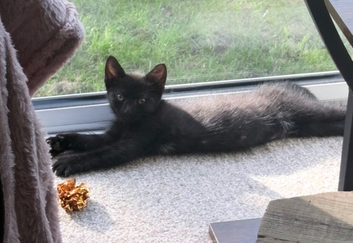 12 week old black female kitten