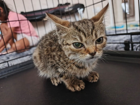 Bengal