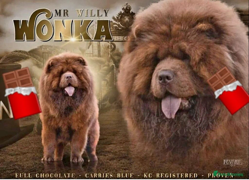 Mr Willy Wonka For Stud