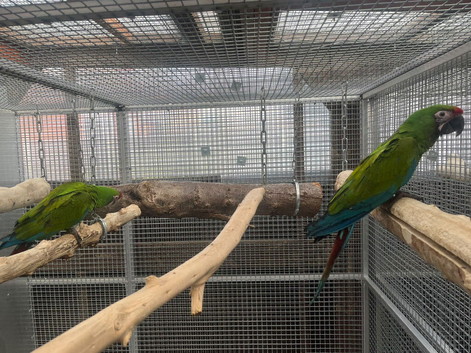 Selling baby handreared military macaw