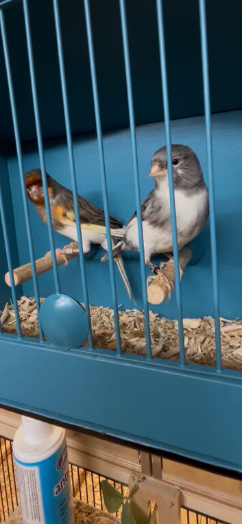 Canary cocks x2.