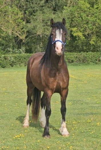 Registered Welsh Gelding &pound;1200 if sold September