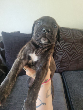 Puppy boy cane corso