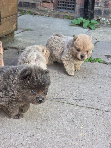 VERY CHEAP KC CHOW CHOW PUPPIES