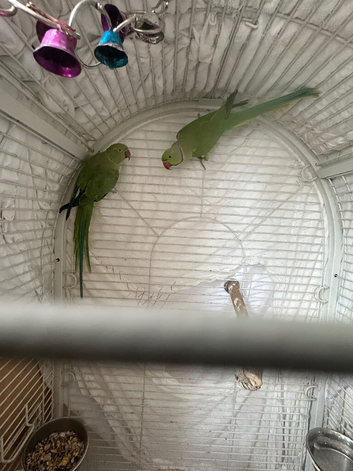 COMPLETE INDIAN RINGNECK BREEDING SETUP &ndash; CAGES, FOOD, ACCESSORIES + BREEDING PAIR AVAILABLE