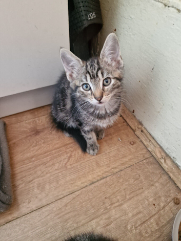 Beautiful kittens