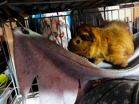 Very cute male guinea pigs babies
