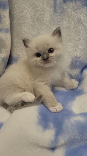GCCF blue,  seal and lilac point and mitted ragdoll boys
