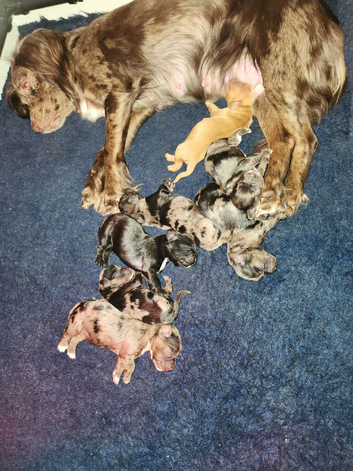 Cocker spaniel pups