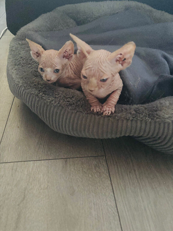 Two kittens for sale