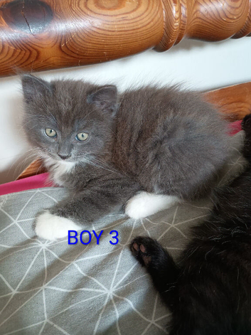 Beautiful Ragdoll Mix kitten looking for a new home!!