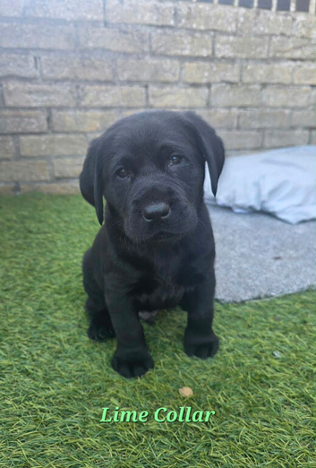 Beautiful black Labrador puppies