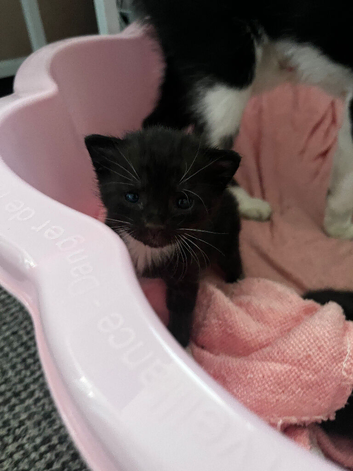 *READY NOW!* last girl remaining tuxedo kittens!