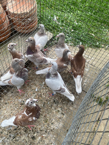 Bricoux pigeons