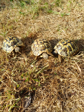 3 Year Old Hermanns Tortoises (T.H. Boettgeri)