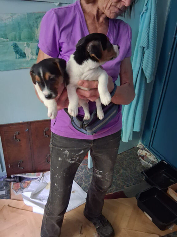 Working Jack Russell puppies for sale 2dogs left from excellent working line